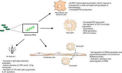 Microbial RNA, the New PAMP of Many Faces